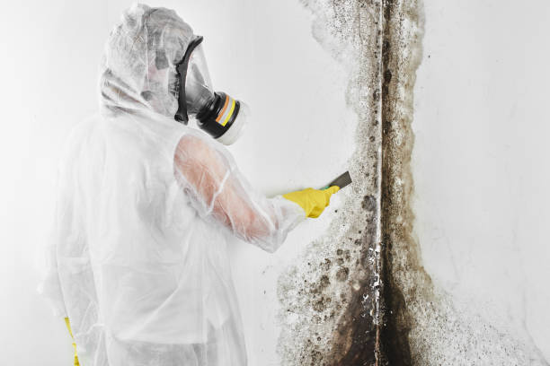 Best Office Mold Removal Services  in Bayou Blue, LA