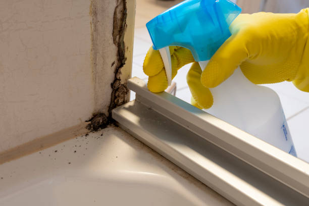 Trusted Bayou Blue, LA Mold Removal Experts