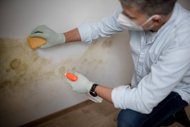 Best Same-Day Mold Removal  in Bayou Blue, LA
