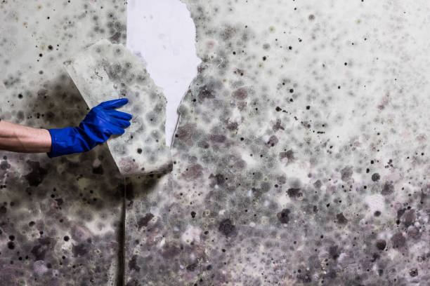 Best Mold Remediation  in Bayou Blue, LA