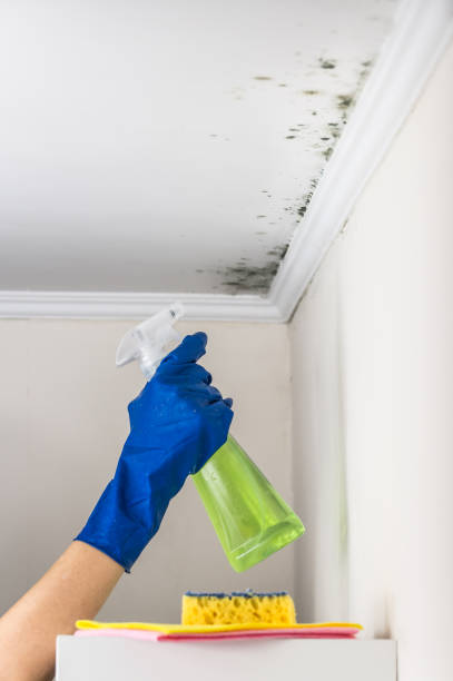 Best Home Mold Removal  in Bayou Blue, LA