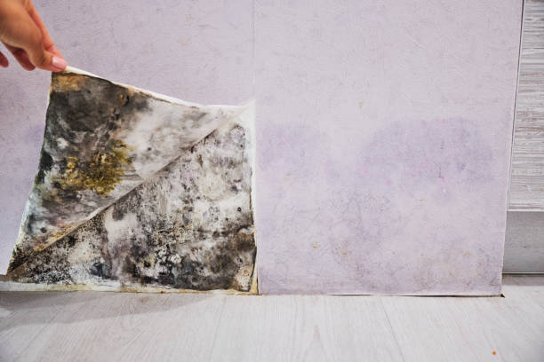 Best Certified Mold Removal  in Bayou Blue, LA